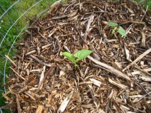 Techniques de jardinage en permaculture