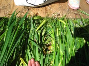 Plantation des pommes de terre sous le couvert végétal écrasé