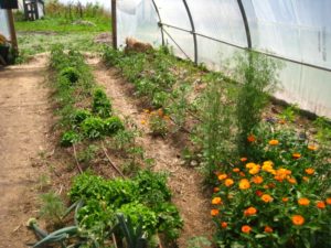 Implantation sous la petite serre
