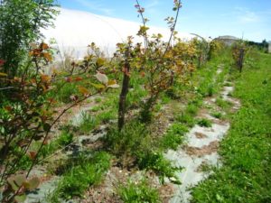 Rang de kiwi (actinidia)