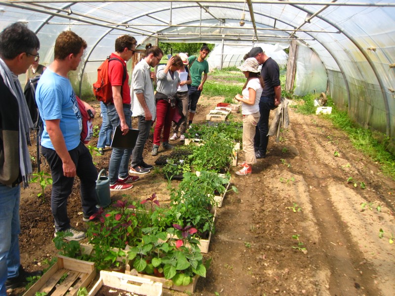 Les plants sous tunnel