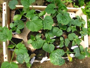 Plants de courges