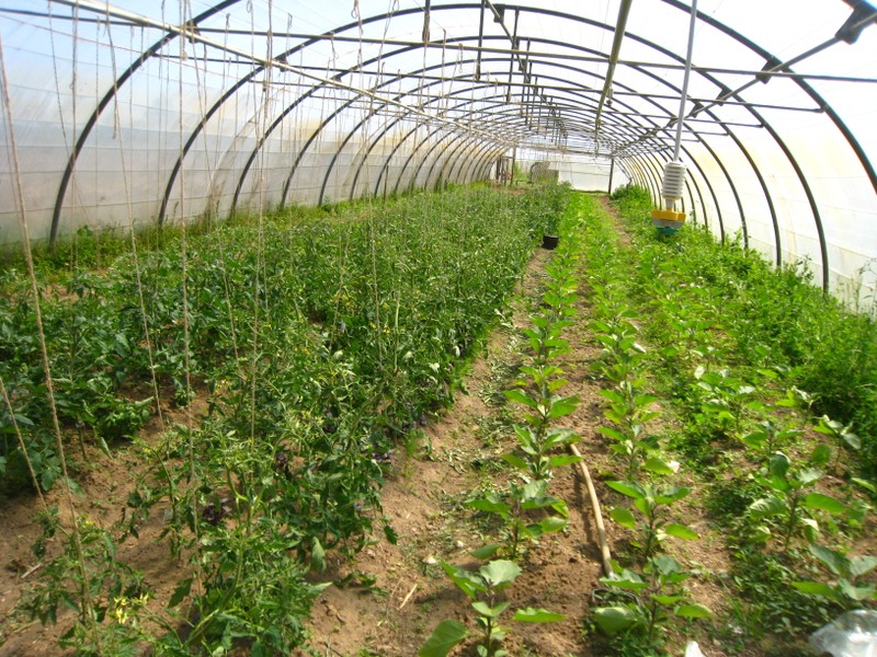 Tomates et aubergines sous tunnel