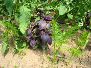 Association tomate - basilic - carotte