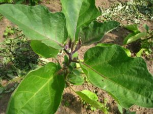 Pied d'aubergine