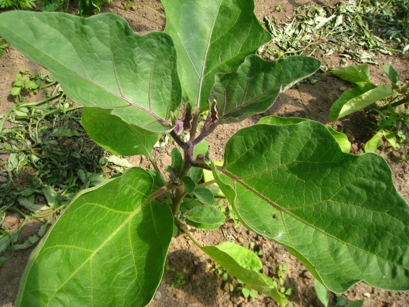 Pied d'aubergine