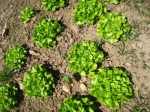 Salades en quinconce