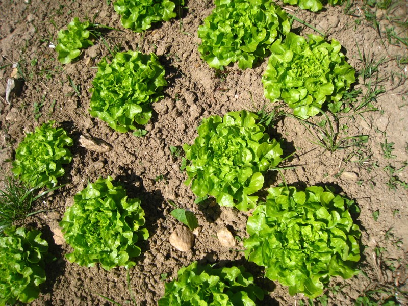 Salades en quinconce
