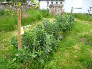 Visite du jardin partagé et travail collectif