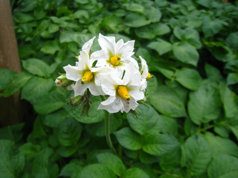 Fleur de pomme de terre