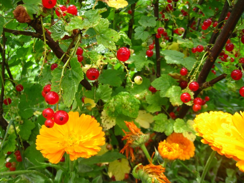 Groseilles et soucis