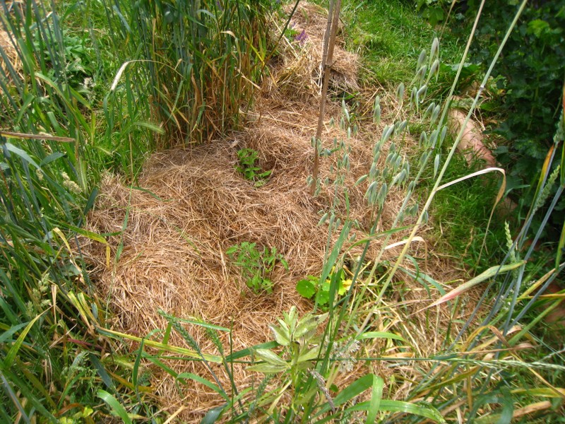 Plantes de tomate à côté du blé ancien