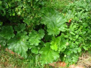 Rhubarbe dans la haie fruitière