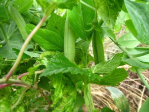 Petits pois et cassissier