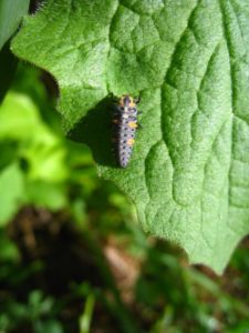 Larve de coccinelle