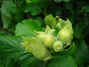 Noisettes