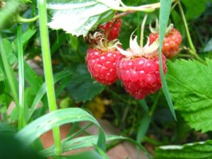 Framboises