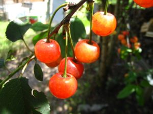 Cerises