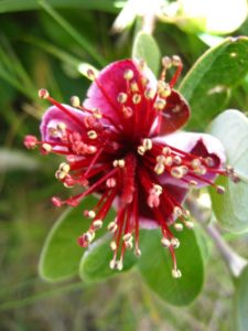Fleur de feijoa