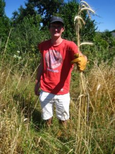 Appréciez la hauteur du seigle