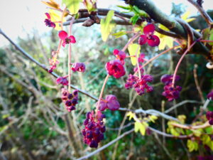 Fleurs d'akebia quinata au jardin-forêt des marais