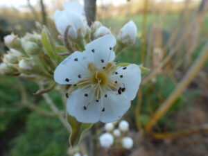Fleur de poirier