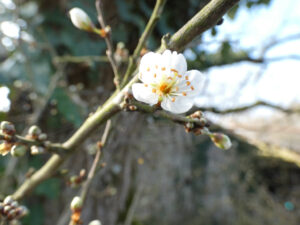 Prunelier en fleur