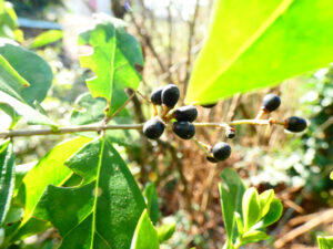 Fruits du troène