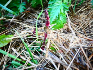 Jet de houblon violet