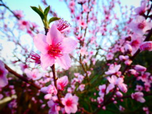 myriade de fleurs de pêcher
