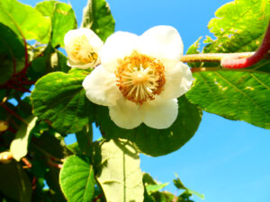 Fleurs de kiwi