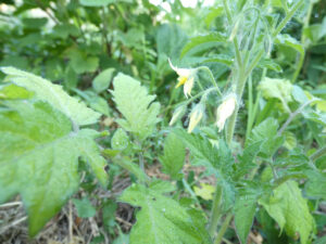 Fleurs de tomate