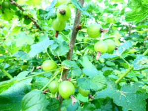 Groseilles