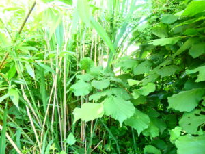 Jardin-forêt des marais