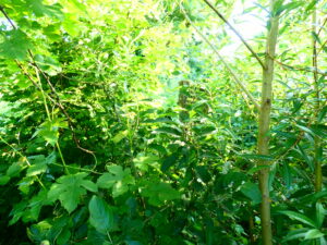 Jardin-forêt des marais