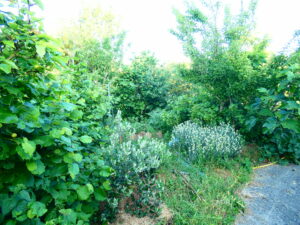 Jardin-forêt des marais
