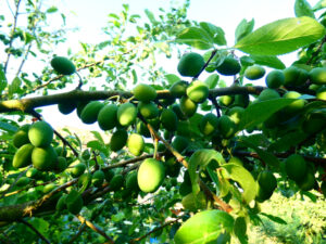 Prunes