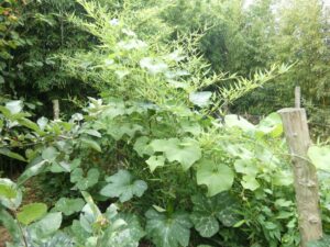 Chayotte et courge dans bambou