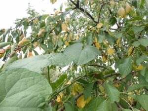 Chayotte dans cerisier