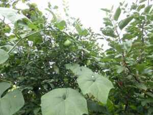 Chayotte dans pommier et prunelier