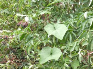 Chayotte dans sureau