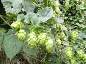 Fleurs de houblon