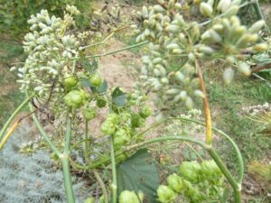 Houblon sur fenouil