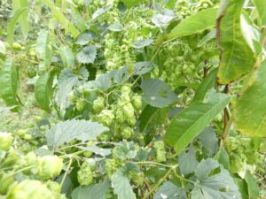 Houblon dans un pêcher