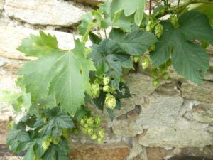 Vigne et houblon
