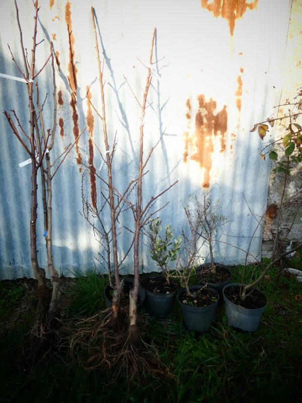 Les arbres avant la plantation