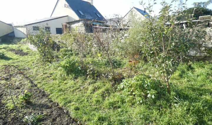 La haie fruitière 2019 après