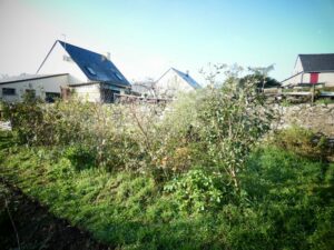 La haie fruitière 2019 avant les recêpages