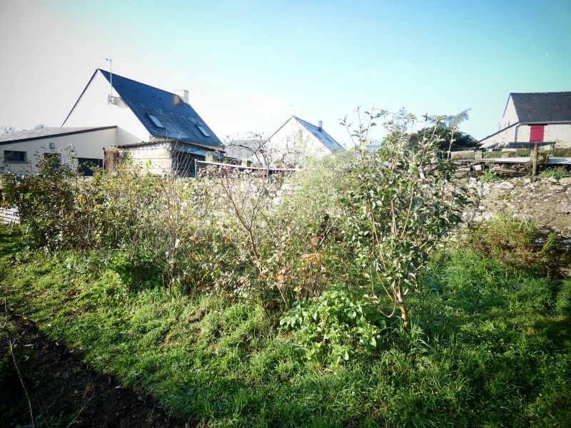La haie fruitière 2019 avant les recêpages