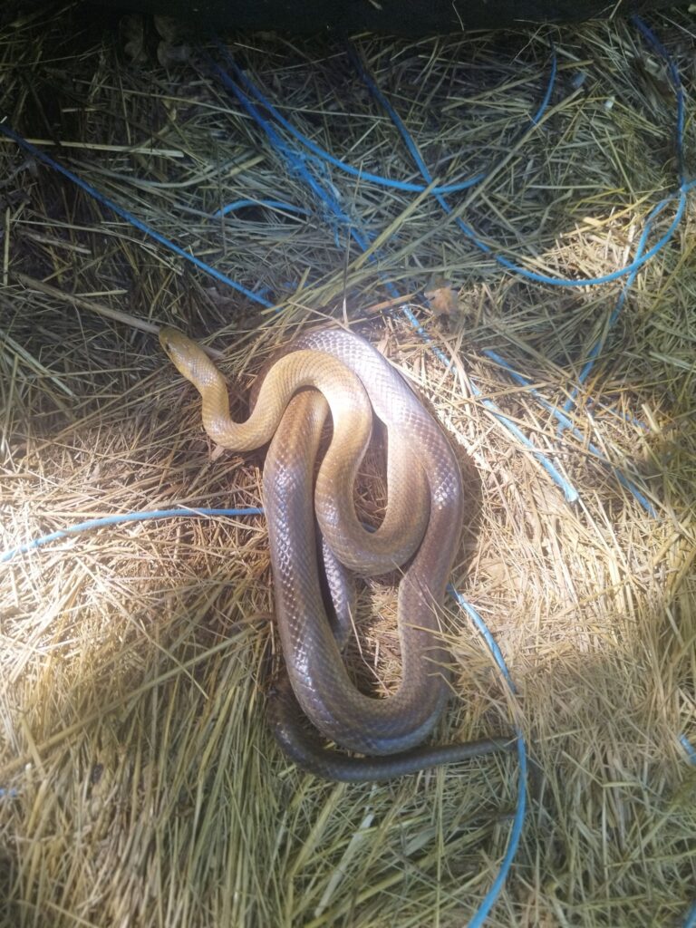 Couleuvre d'Esculape